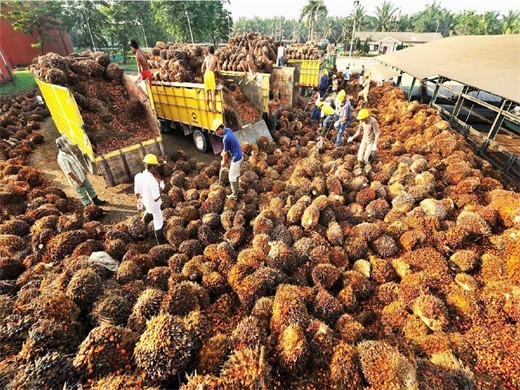 Usine de transformation d’huile de palme FFB au Cameroun