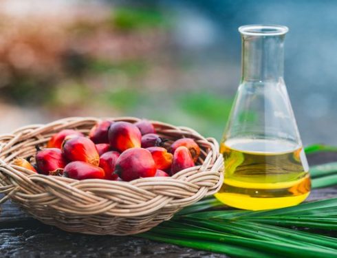 Quel est le processus d’extraction de l’huile de palmiste ?